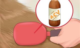 7 Apple Cider Vinegar Uses for Dogs