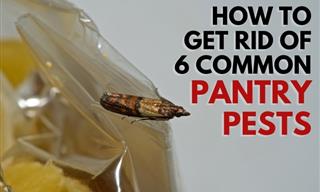 6 Common Pantry Pests and Ways to Get Rid of Them