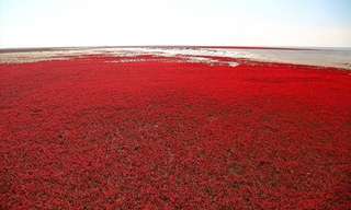 Discover the Red Beach of Panjin, China!