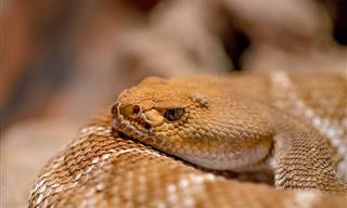 Venomous Snakes Can Make Your Home Smell Like This