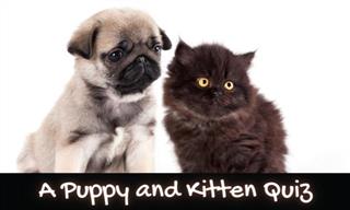 Quiz: All About Puppies and Kittens