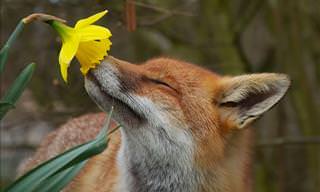 14 of the Cutest Animals Enjoying Sweet Flowers
