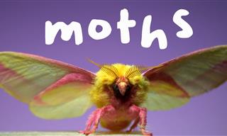Colorful Moths Fly in Slow Motion