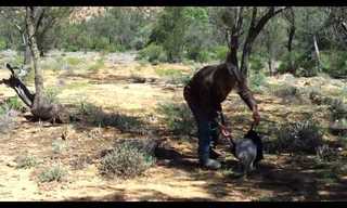 How to Catch a Kangaroo - Funny!