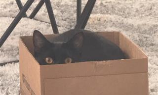 These Cat Photos Really Made My Day!