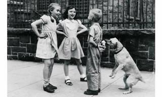 Dogs of Yesteryear: Vintage Photos Through the Ages