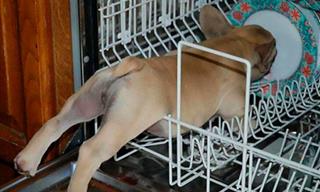 When Hilariously Guilty Animals Were Caught Stealing Food!