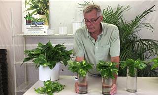The Best Ways to Properly Propagate Pothos Plants