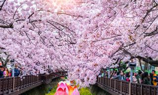Beautiful Places to See Cherry Blossoms Beyond Japan