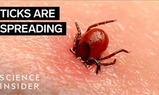 Why Tick Populations are Growing Rapidly