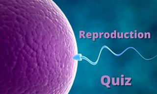Science Quiz: Do You Understand Human Reproduction?