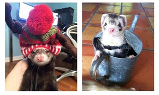 You Can’t Help But Fall in Love With These CUTE Ferrets