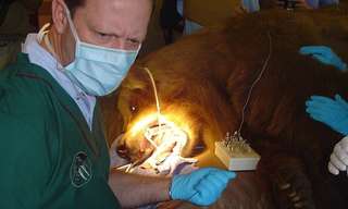 Is This the World`s Bravest Dentist?