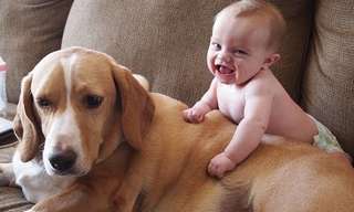 Video: When Pets Love a Baby...