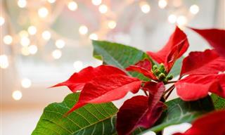 Here's How to Care for 5 Different Christmas Plants