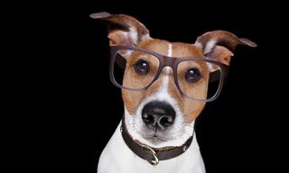 Are Dogs Even More Intelligent than We Thought?