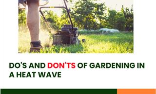 Don’t Make These Gardening Mistakes in the Heat