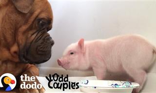 Watch This Huge Dog Fall in Love with a Tiny Piglet...