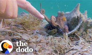 Octopus and Human - An Unlikely and Endearing Friendship