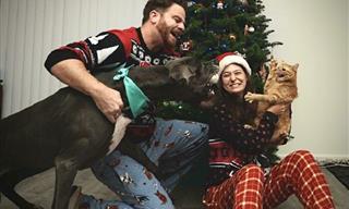 15 Dogs Who Destroyed Christmas Photos in Hilarious Ways