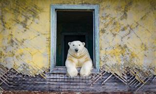 Polar Bears Took Over an Abandoned Weather Station