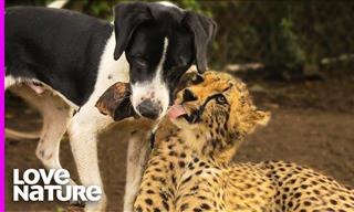 At This Shelter Home, a Cheetah Has Befriended a Dog