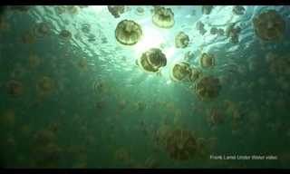 Jellyfish Lake - Amazing Natural Beauty!