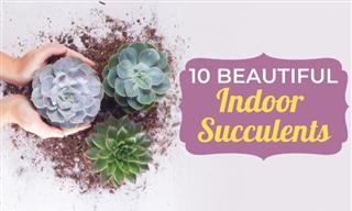 These Succulents Are a Stunning Addition to Your Indoor Garden