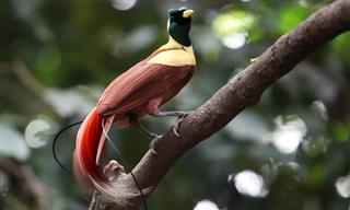 14 of the Most Beautiful Birds of Paradise