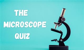 This Microscope Quiz Will Test Your Powers of Observation