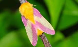 Gorgeous Photos of Unique Moths