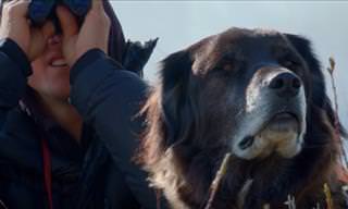 Meet Ajax, the World's Most Courageous Dog