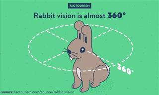 18 Fun Facts About the World Cutely Illustrated