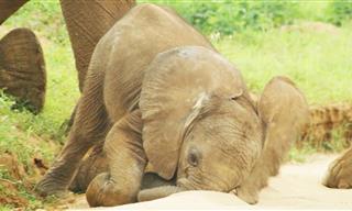 These Clumsy Baby Elephants Will Melt Your Heart