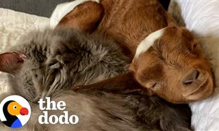 When a Baby Goat Got Raised by Cats