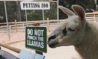 Laughter at the Exhibit: 18 Zoo Signs You Need to See