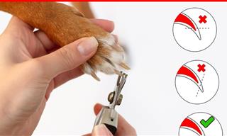 Step-by-Step Guide: Trimming Your Dog's Nails at Home