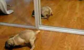 Pup Vs. Self - Hilarious and Adorable!