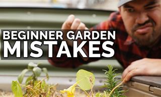 The Biggest Gardening Mistakes for Beginner Gardeners