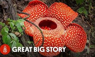 Rafflesia: Exploring the World's Largest Flower