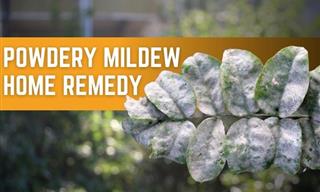 A 2-Ingredient Powdery Mildew Remedy That Works