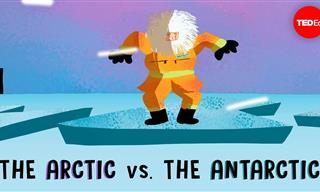 Confused Between the Arctic & the Antarctic? Watch This...
