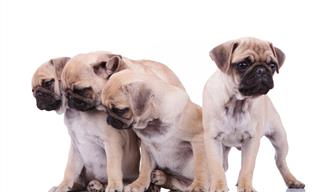 QUIZ: Odd One Out, Cute Dogs Edition!