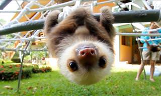 Baby Costa Rican Sloths Squeak Delightfully