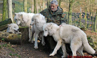 What 40 Years of Living With Wolves Looks Like