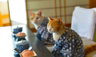 These Cats Visited Japan, and Had a Great Time...