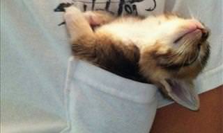19 Pets Sleeping in the Most Awkward and Funny Positions