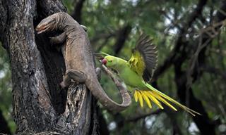 In Pictures: SINWP Bird Photographer of the Year 2024