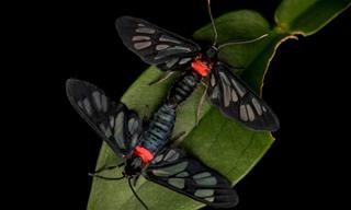 17 Images That Reveal Indonesia's Secret Insect Kingdom