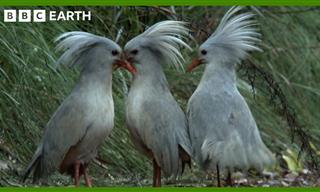 Meet the Mysterious Flightless Bird of New Caledonia